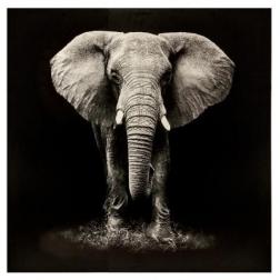 Toile imprimée "Éléphant" 100x100 cm